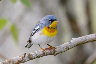 Northern Parula