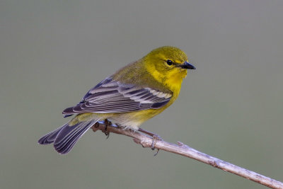 Pine Warbler