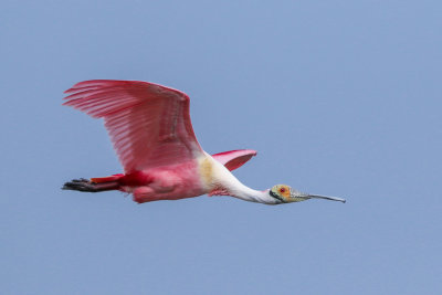 Roseate Spoonbill