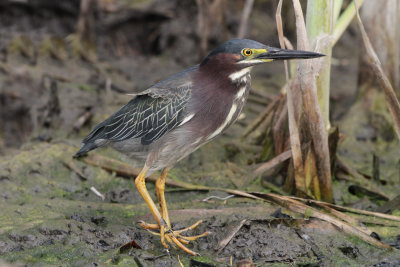 Green Heron