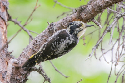 American Three-toe Woodpecker