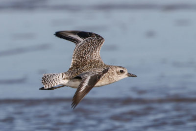 Black-bellied Plover