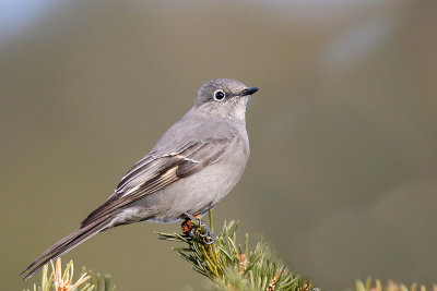 Townsend Solitaire