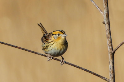 Le Conte's Sparrow