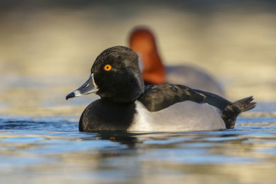 Ring-necked Duck