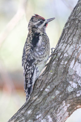 Yellow-bellied Sapsucker