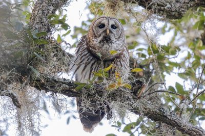 Barred Owl