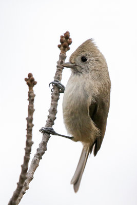 Oak Titmouse