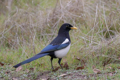 Yellow-billed Magpie