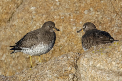 Surfbird