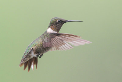 Ruby-throated Hummingbird