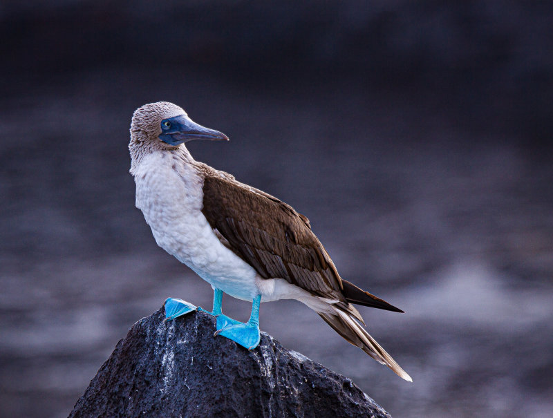 blue-footed booby1.jpg