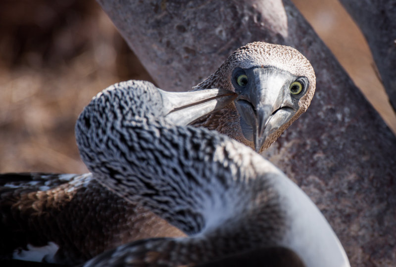 blue-footed booby4.jpg