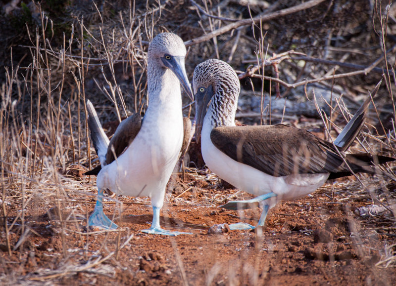 blue-footed booby5.jpg