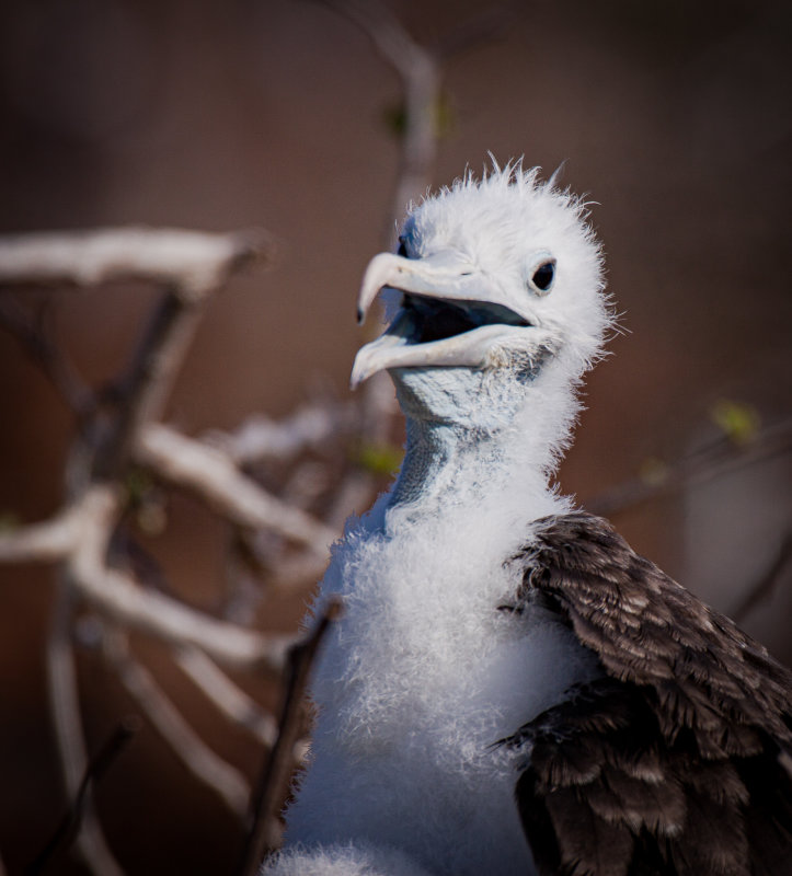 frigate bird fledgling.jpg