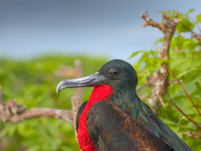 frigate bird4.jpg