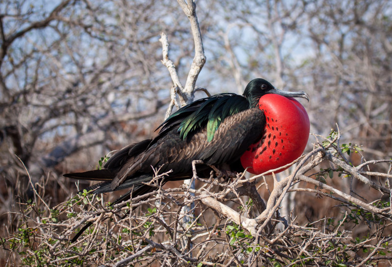 frigate bird6.jpg
