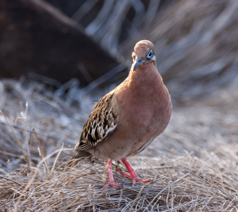 galapagos dove1.jpg