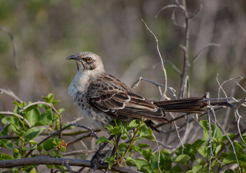 galapagos mockingbird2.jpg