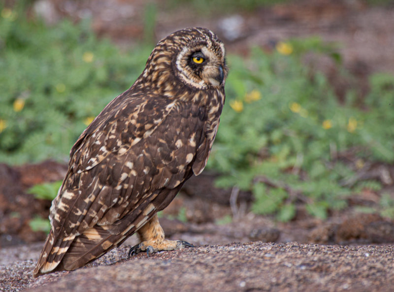 galapagos owl.jpg