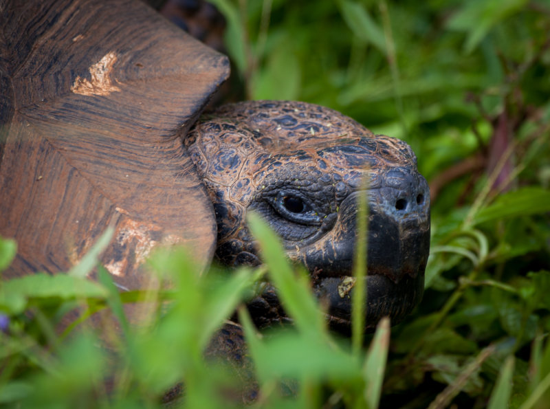 giant tortoise1.jpg