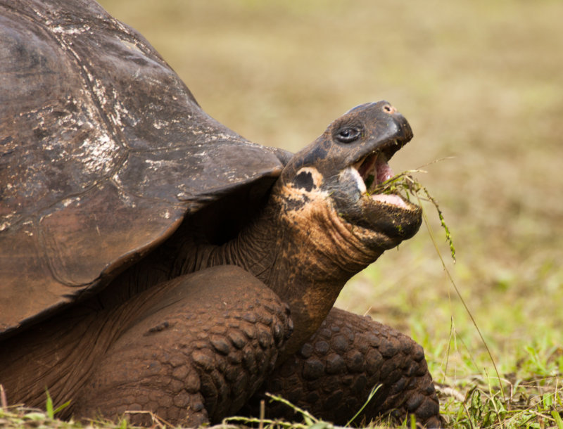 giant tortoise4.jpg