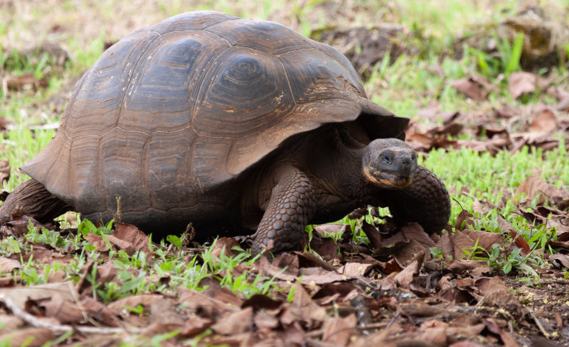 giant tortoise7.jpg