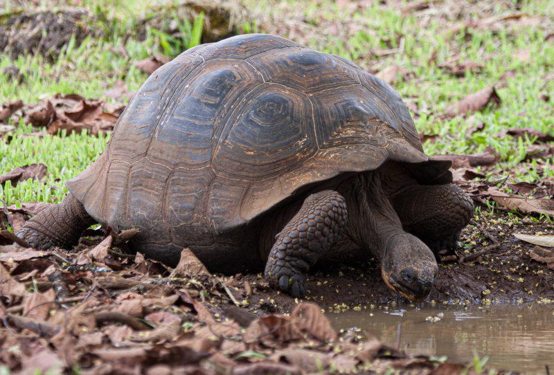 giant tortoise8.jpg
