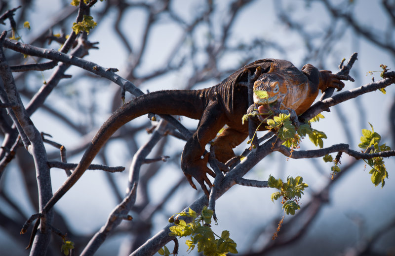 land iguana4.jpg