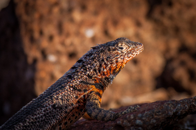 lava lizard1.jpg
