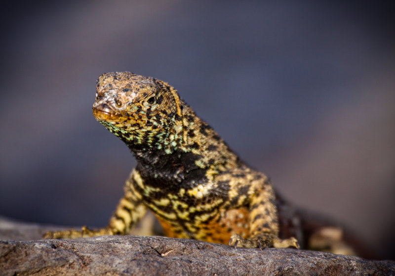 lava lizard4.jpg