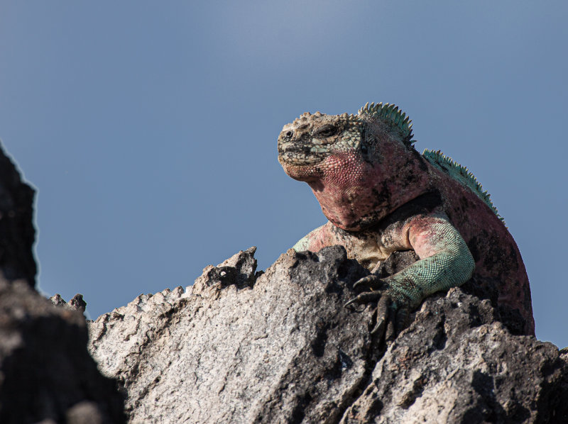 marine iguana2.jpg