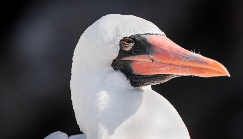 nazca booby2.jpg