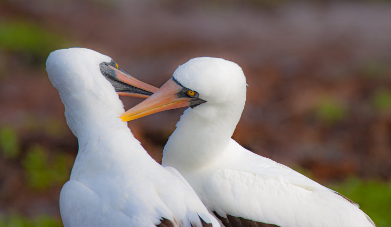 nazca booby4.jpg