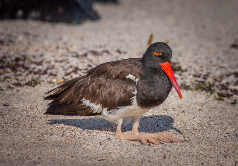 oystercatcher.jpg