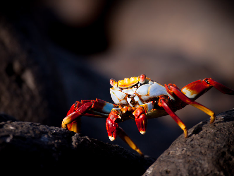 sally lightfoot crab1.jpg