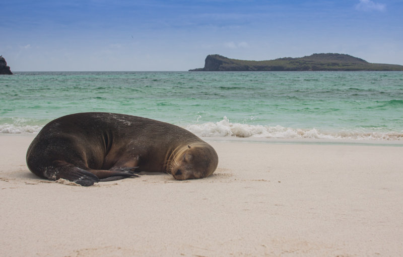 sea lion11.jpg