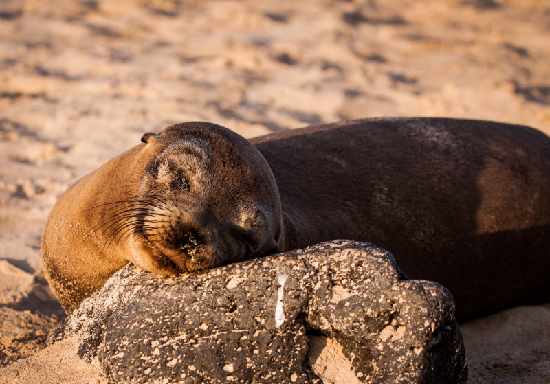 sea lion2.jpg