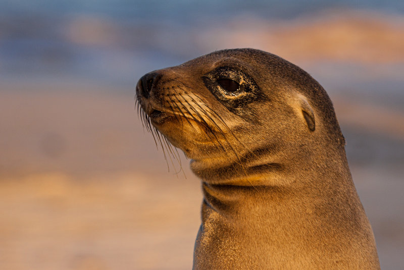 sea lion6.jpg