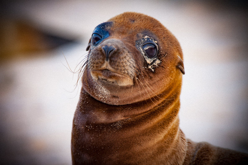 sea lion7.jpg