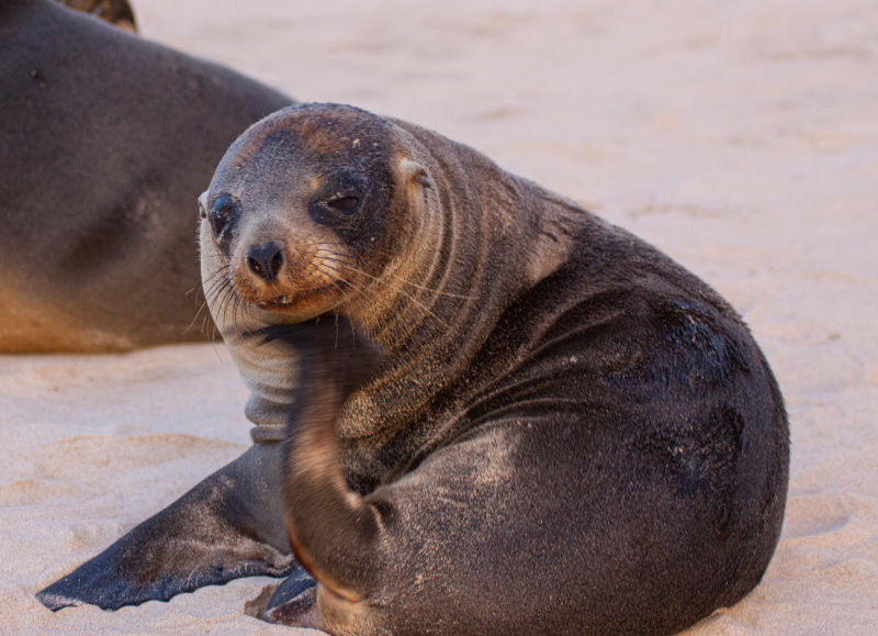 sea lion8.jpg