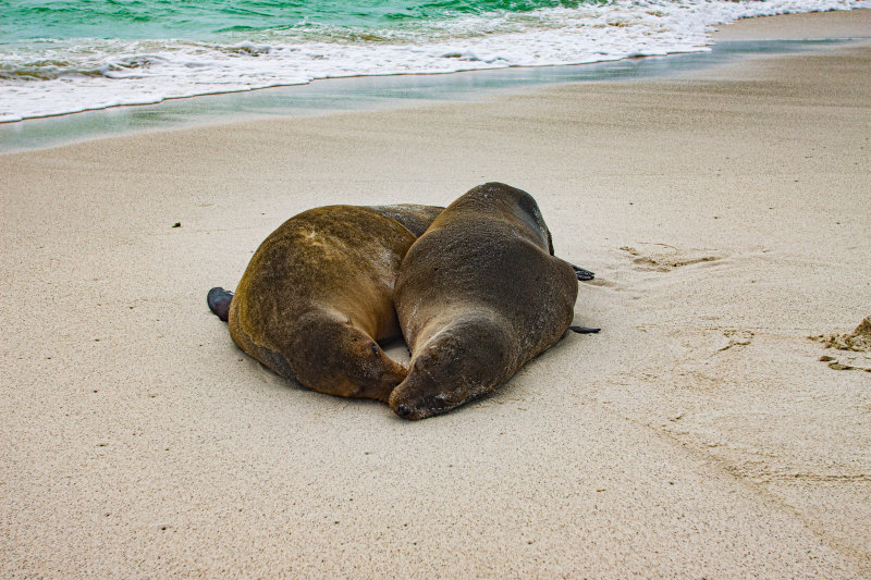 sea lion9.jpg