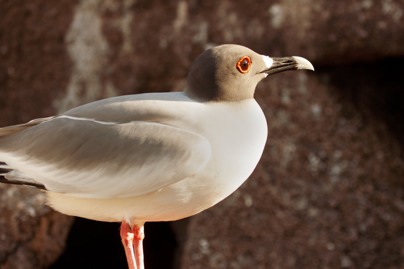 swallow-tailed gull.jpg