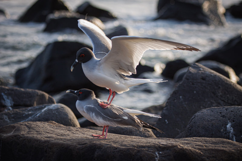 swallow-tailed gull2.jpg