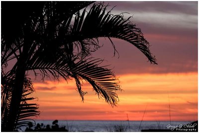 Sunset Past the Raggedy Palm
