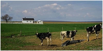 Three Cows & an Amish One-Room Schoolhouse