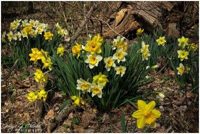 Daffodil Days #4