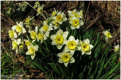 Daffodil Days #3