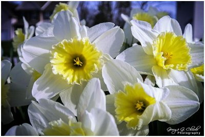 Daffodil Days #2