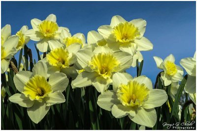 Daffodil Days #1